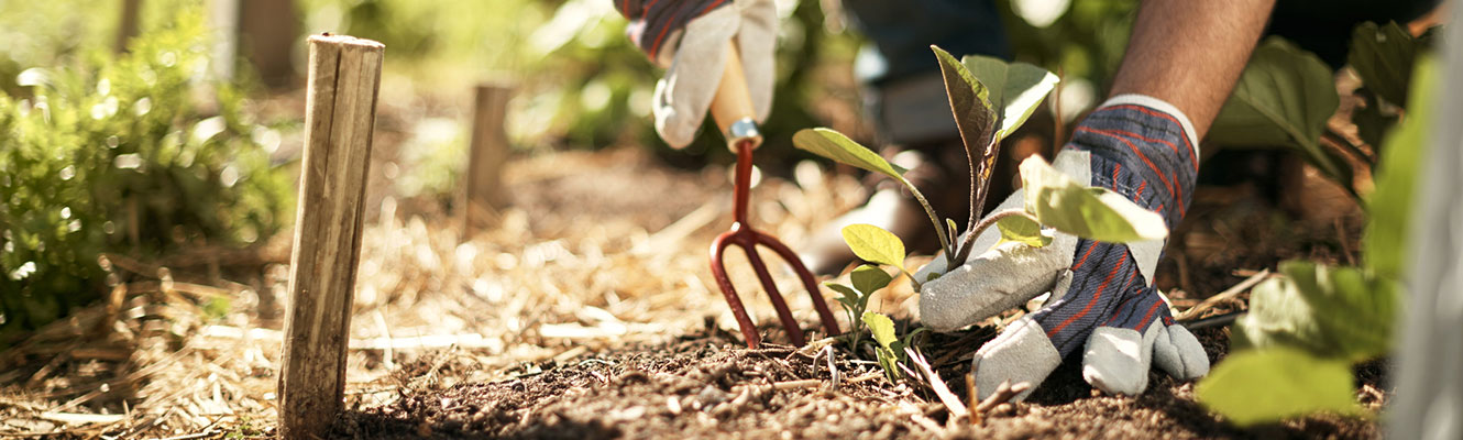 Close up of gloved hands digging a hole in the soil for a small plant